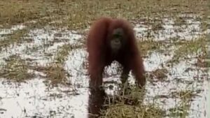Orang Utan Terpincang-pincang Nyaris Masuk Permukiman Warga Kayong Utara
