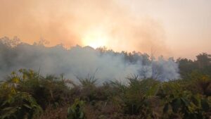Udara Berau dan Paser Terancam Tak Sehat, Asap Karhutla Tembus Sabah Malaysia